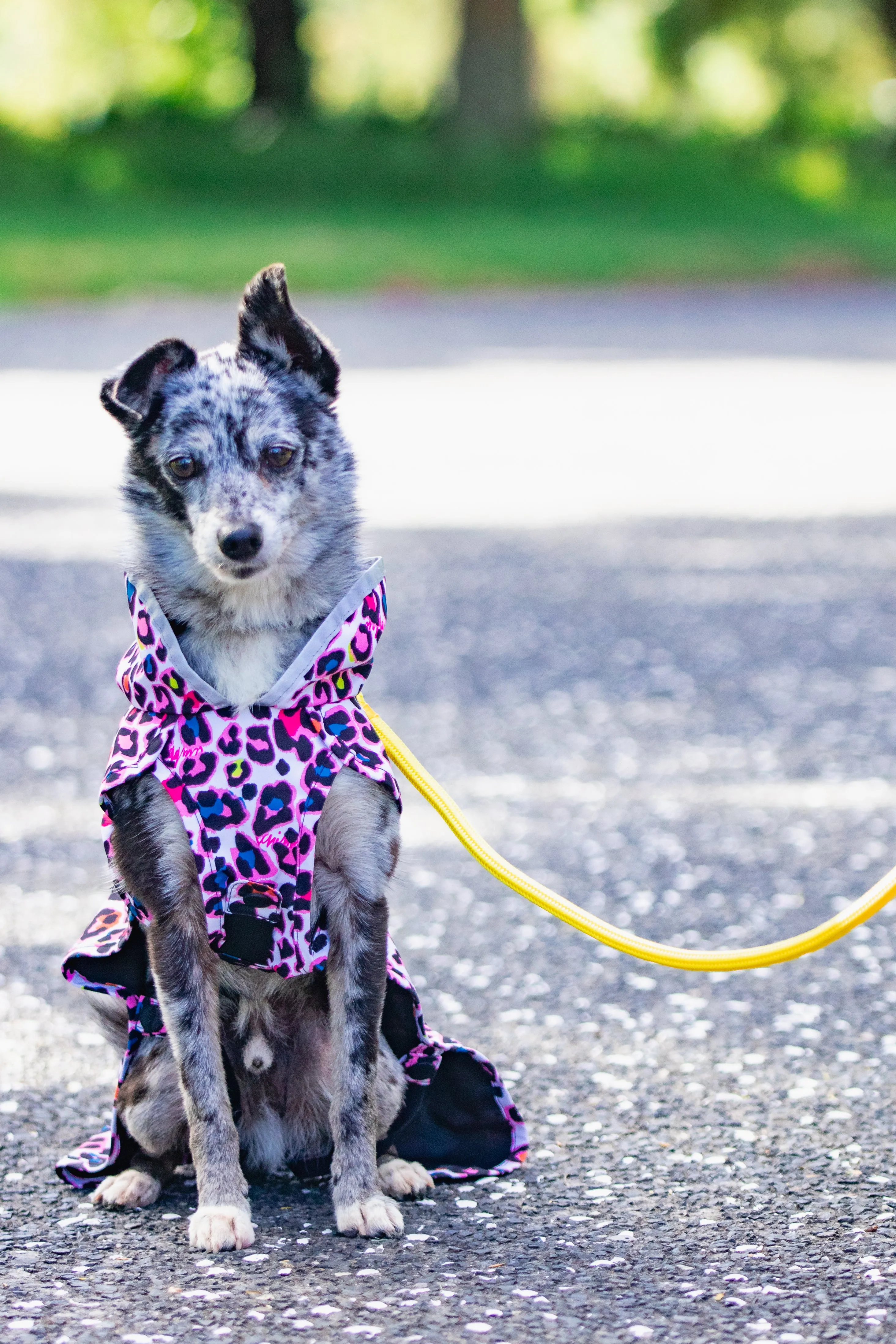 Scribbler Pets Neon Leopard lined raincoat for dogs